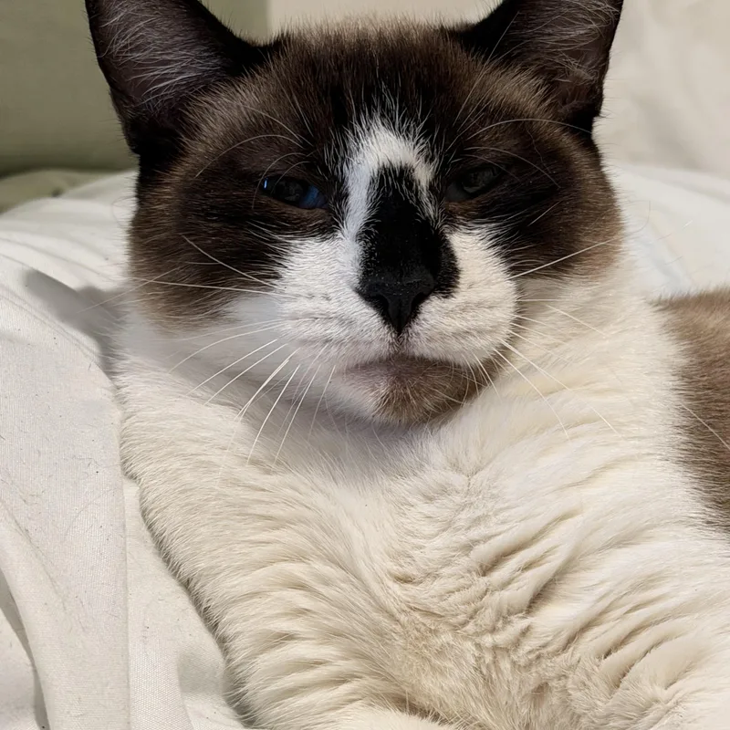 A young medium-sized female White Snowshoe cat named Chai for adoption in Liverpool, TX