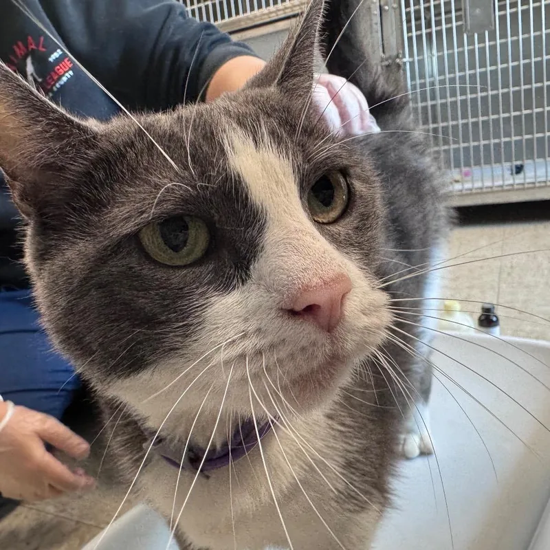 An adult large-sized female Gray / Blue / Silver Domestic Short Hair cat named Kimberly for adoption in Birdsboro, PA