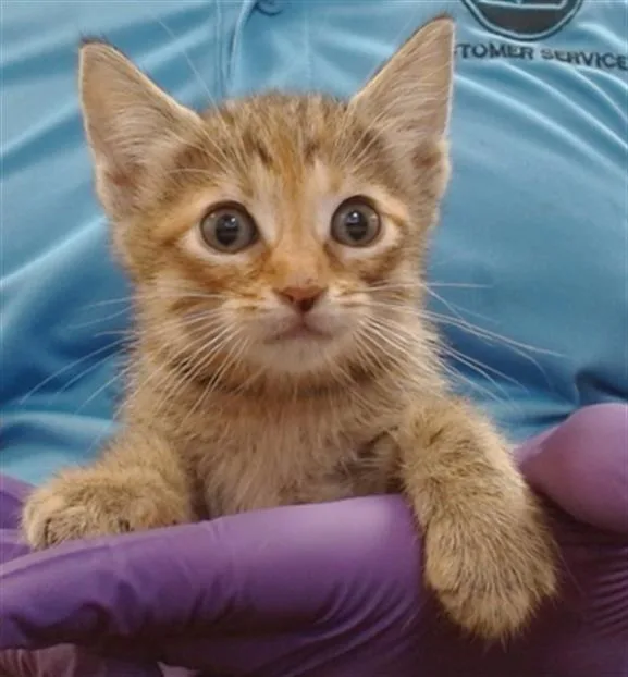 A baby small-sized female Domestic Short Hair cat named Melissa for adoption in Miami, FL