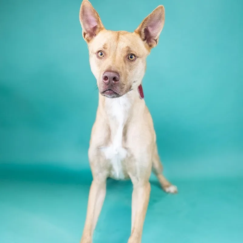 A young medium-sized male Sable Mixed Breed dog named March for adoption in Portland, OR