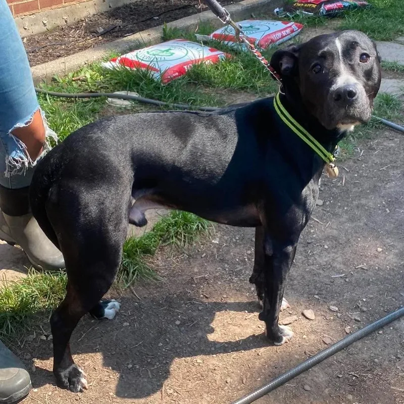 An adult large-sized male Black Mixed Breed dog named Nonny for adoption in Charleston, WV