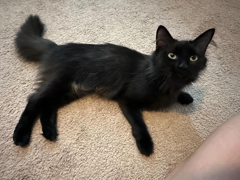 An adult medium-sized female Black Domestic Long Hair cat named Mollie for adoption in Honeoye, NY