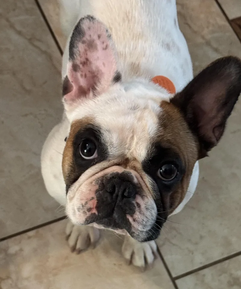 Betsy
