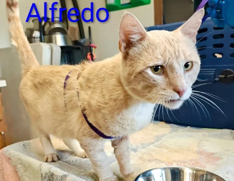 A young small-sized male Domestic Short Hair cat named Alfredo for adoption in Mena, AR
