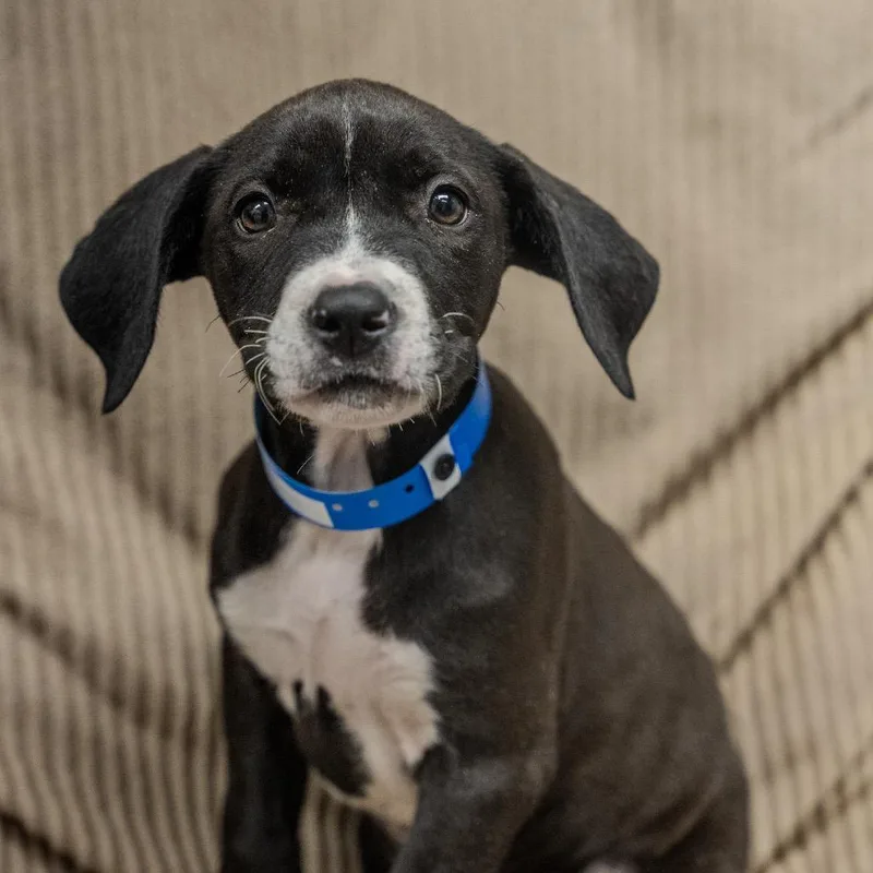 A baby medium-sized male Black Labrador Retriever dog named Jeff for adoption in Pawling, NY