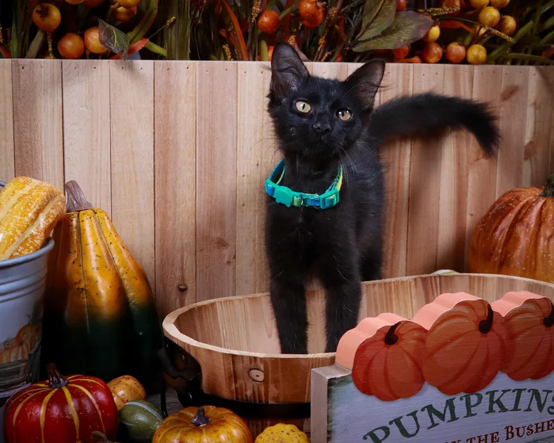 A baby medium-sized male Black Bombay cat named Jessie Pinkman for adoption in Parker, TX
