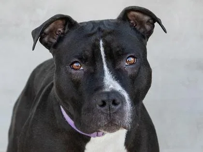 An adult large-sized female Mixed Breed dog named Bram for adoption in Longmont, CO