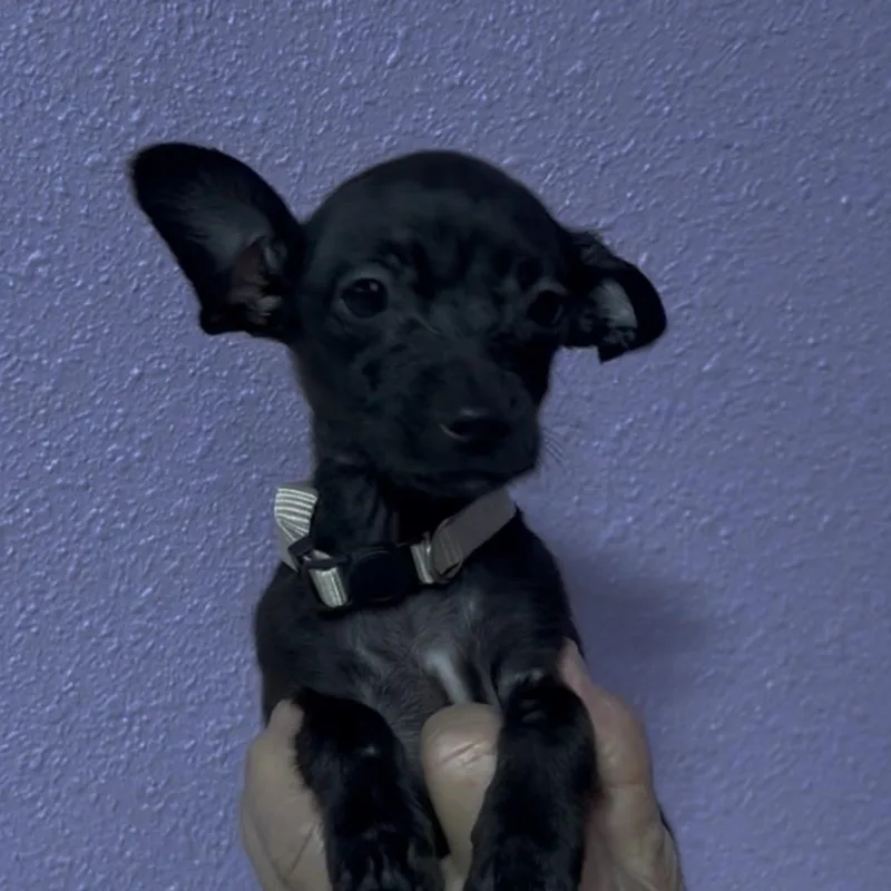 A baby small-sized female Black Chihuahua dog named Willow for adoption in Woodland, CA