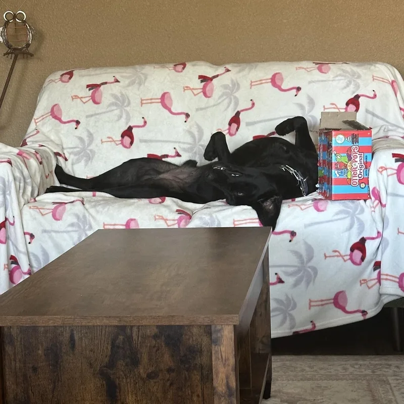 A young large-sized male Black Labrador Retriever dog named Cooper for adoption in Concord, CA