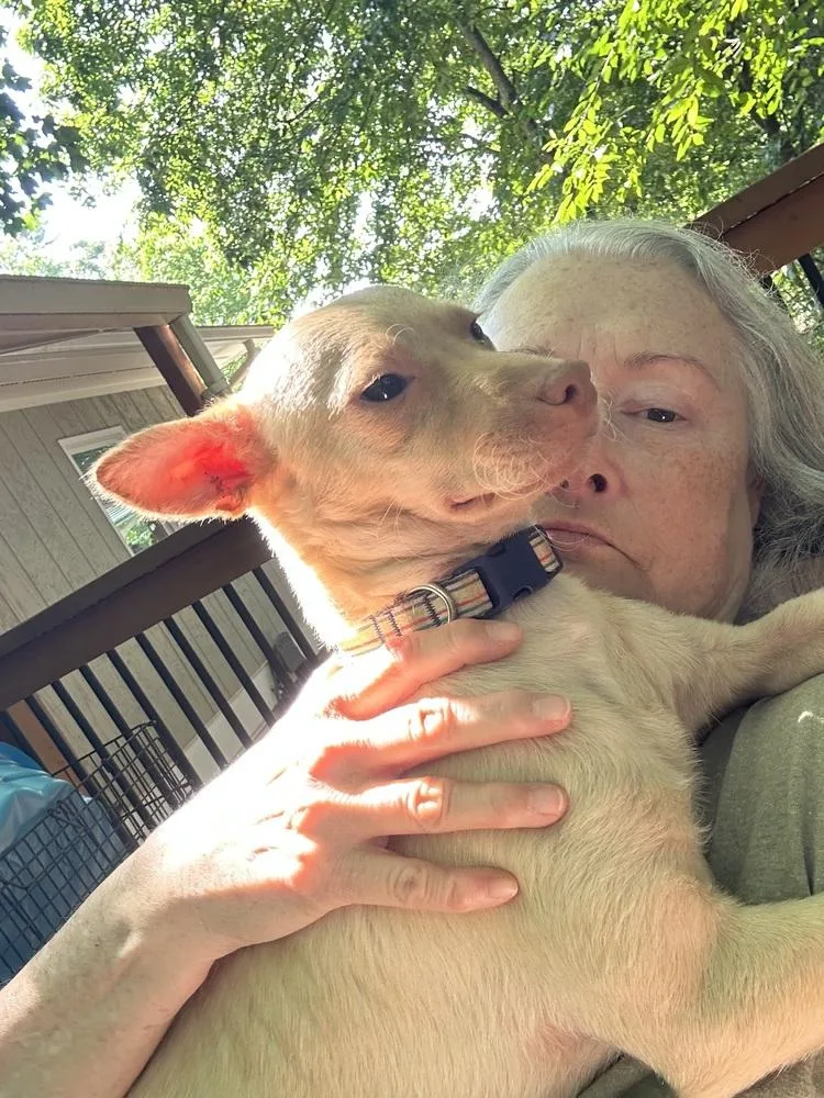 A young small-sized female White / Cream Chihuahua dog named Maple for adoption in Ellijay, GA
