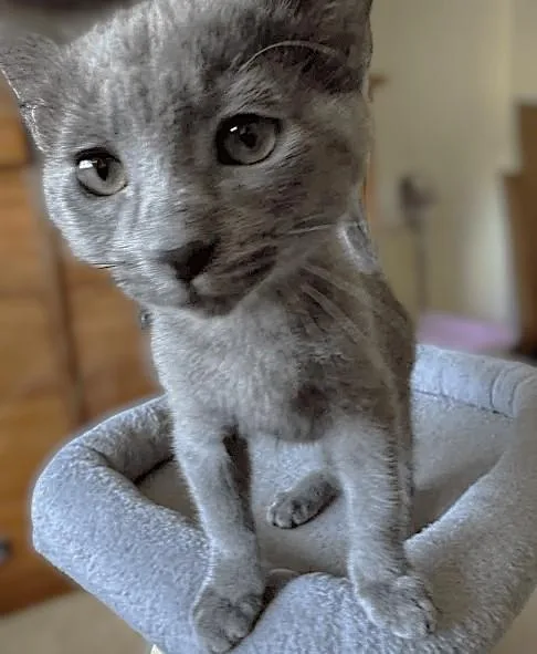 A baby small-sized male Domestic Short Hair cat named Nico for adoption in Sacramento, CA