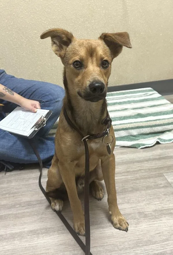 A young small-sized male Chihuahua dog named Churro for adoption in Oceanside, CA