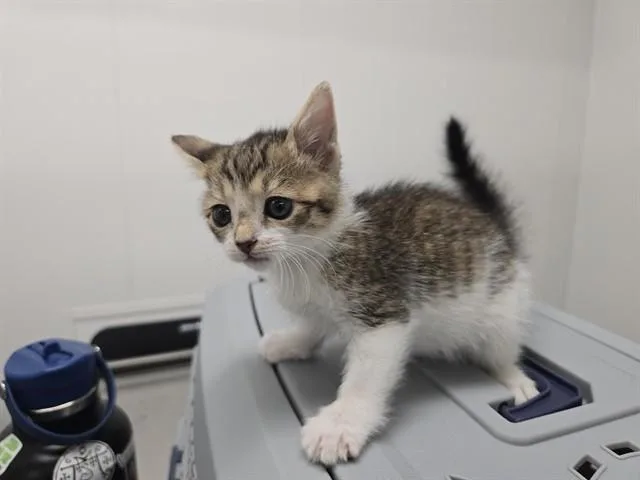 A baby small-sized female Domestic Short Hair cat named Casey for adoption in Fort Lauderdale, FL