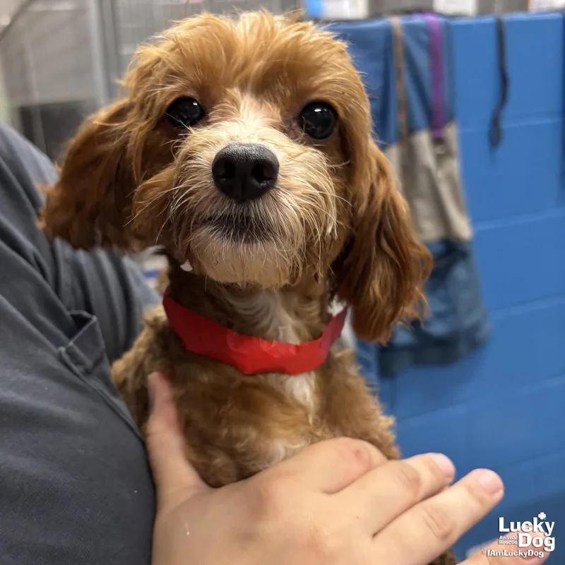 A young small-sized female Poodle dog named Petal for adoption in Washington, DC
