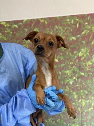 An adult small-sized female Chihuahua dog named Fifi for adoption in San Antonio, TX