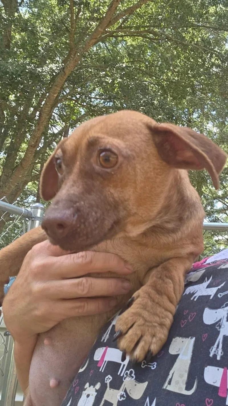 A young small-sized female Golden Chiweenie dog named Abbey for adoption in Eatontown, NJ