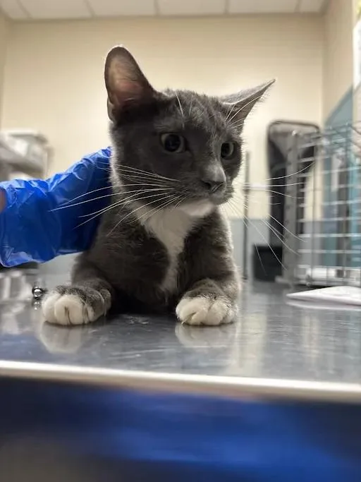 A young small-sized male Domestic Short Hair cat named Rush for adoption in Las Vegas, NV