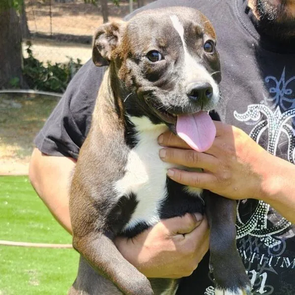 A young medium-sized female Pit Bull Terrier dog named Lulu for adoption in Tehachapi, CA