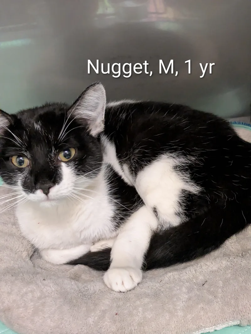 An adult medium-sized male White Domestic Short Hair cat named Nugget for adoption in Bedford, VA