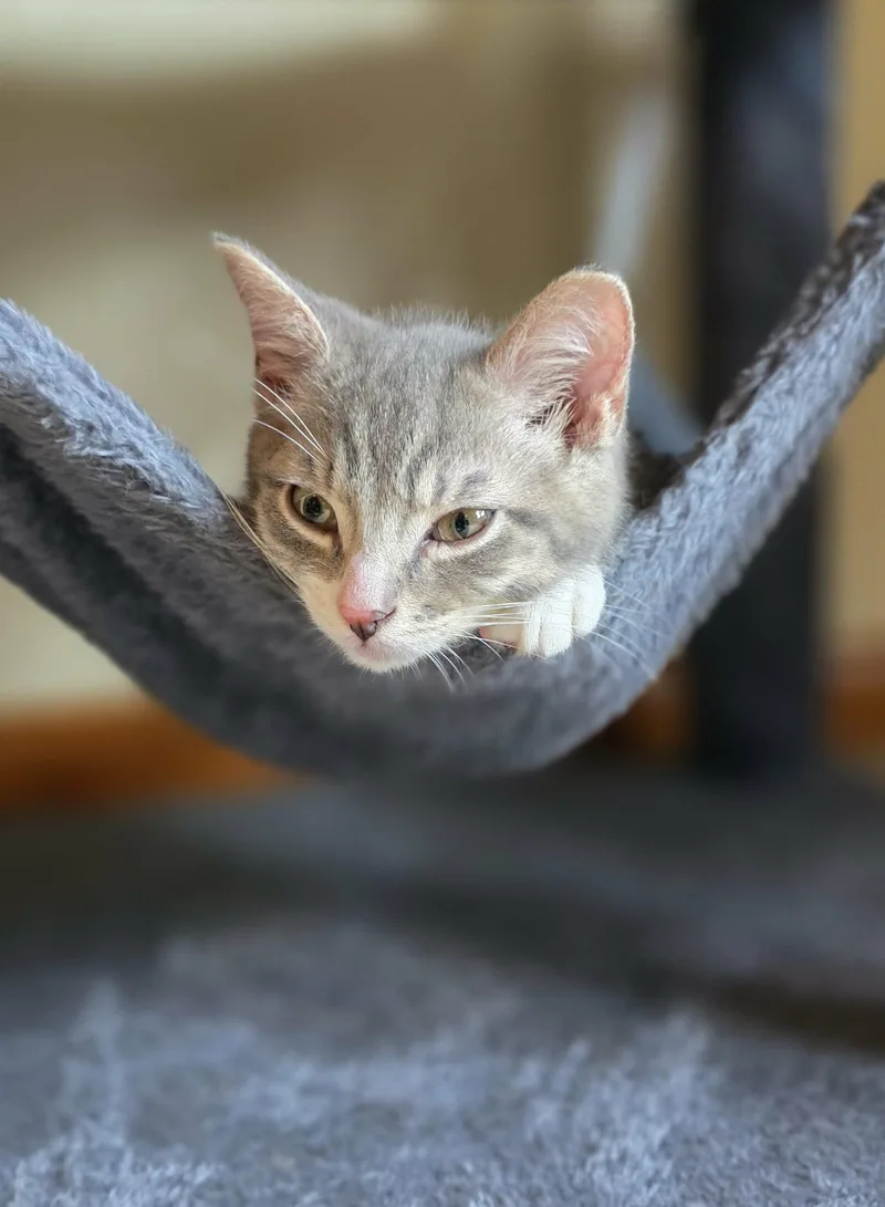 A young medium-sized male Domestic Short Hair cat named Isaiah for adoption in Mechanicsburg, PA