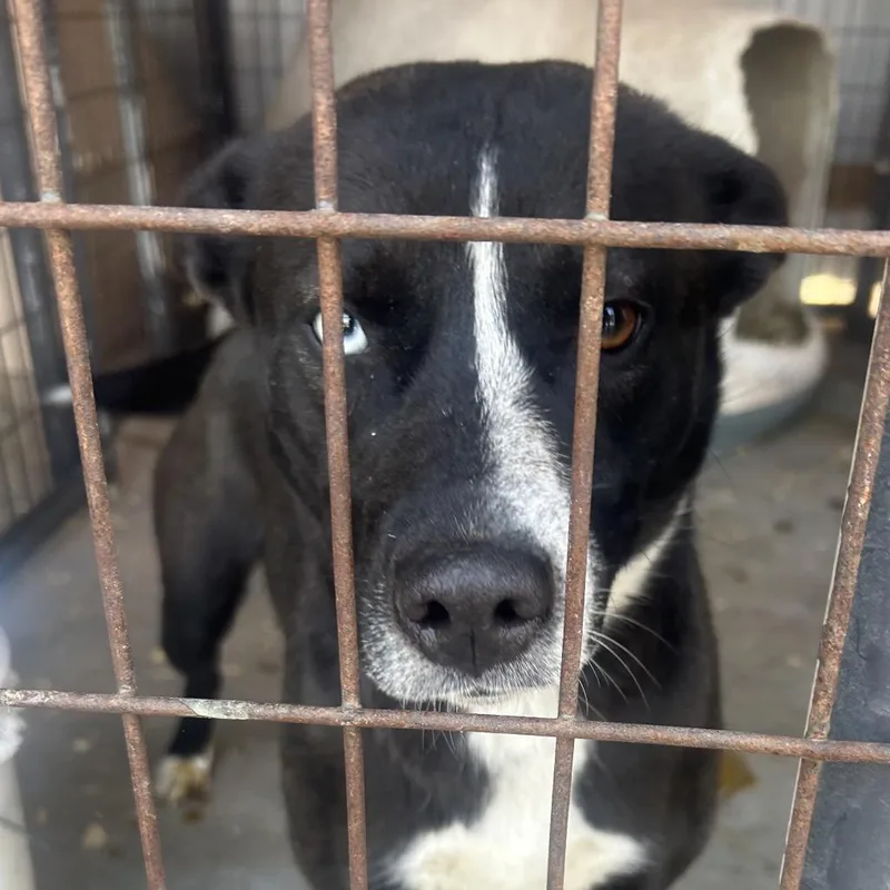 An adult medium-sized female Black Husky dog named Maizy for adoption in Birmingham, AL