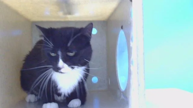 A young medium-sized male Domestic Short Hair cat named Scooter for adoption in Gardena, CA
