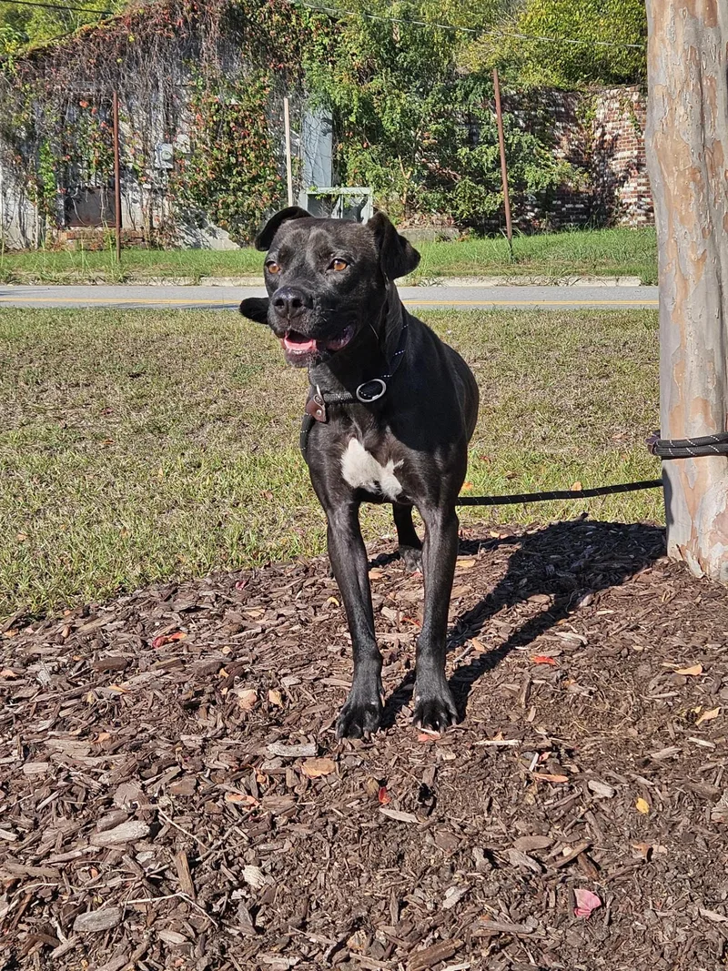 A young medium-sized female Mixed Breed dog named Coco for adoption in Orangeburg, SC