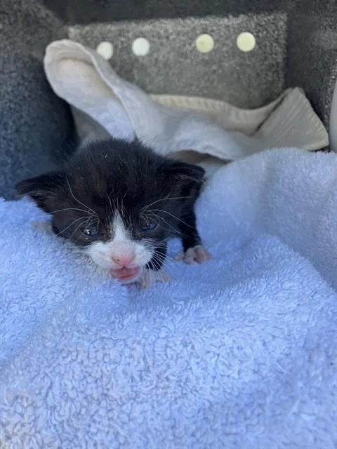 A baby medium-sized female Domestic Short Hair cat named Felicity for adoption in Dallas, TX