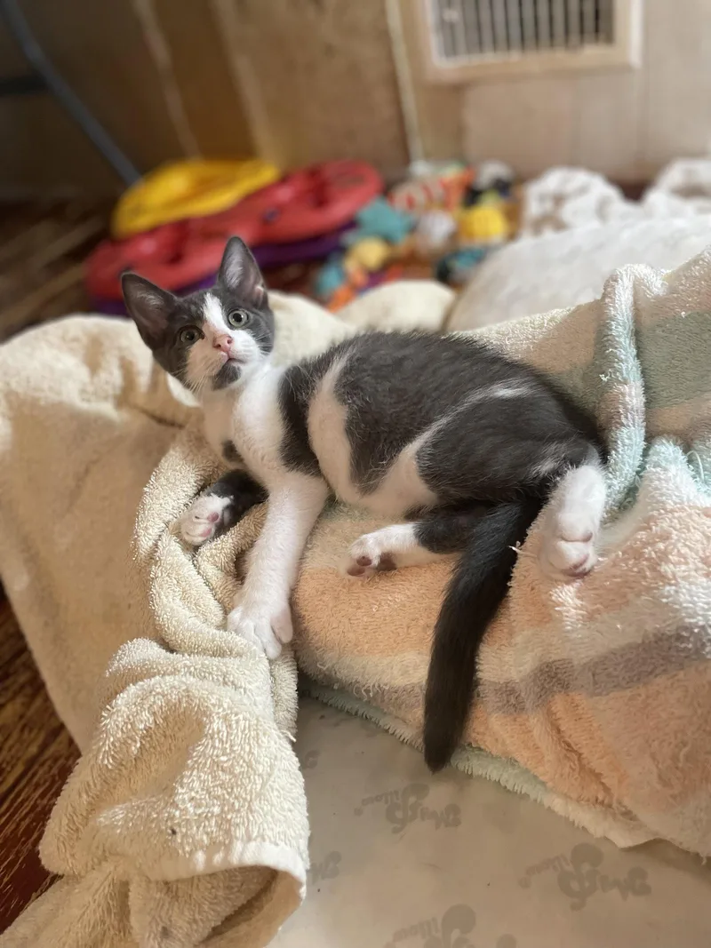 A young small-sized male Gray & White Domestic Short Hair cat named Laikipia for adoption in Trenton, NJ