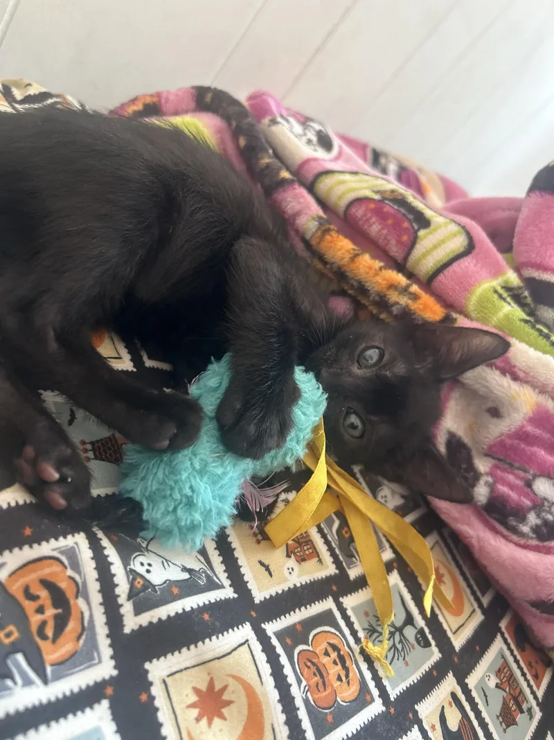 A baby small-sized male Black Domestic Short Hair cat named Tootsie for adoption in Long Island City, NY