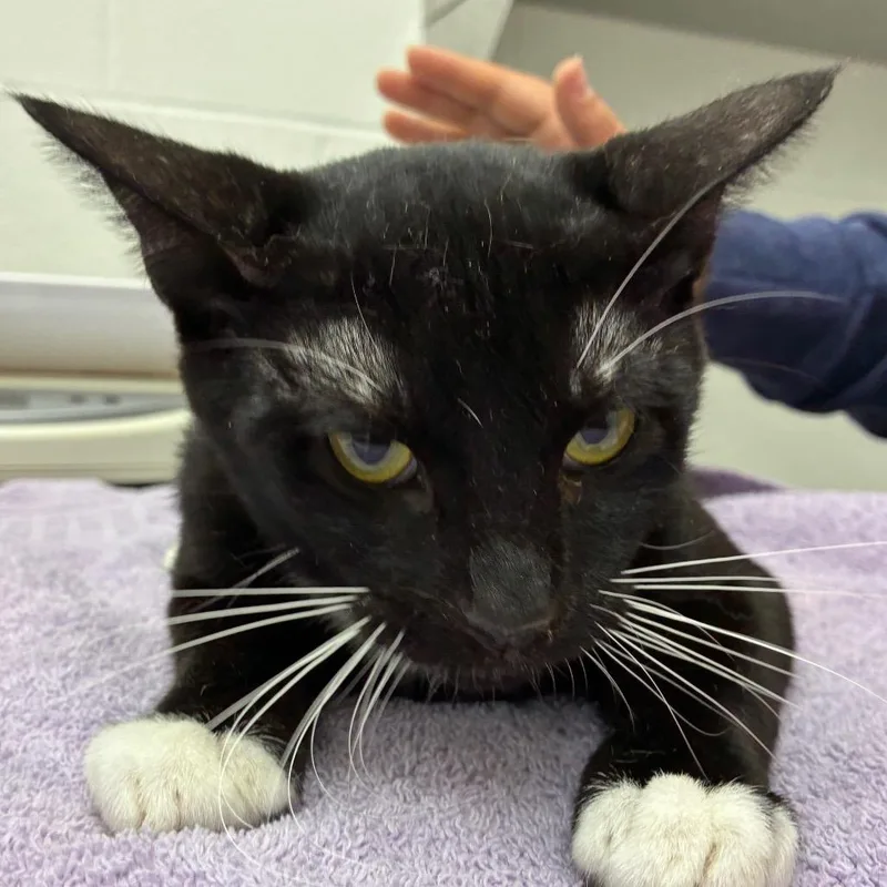 A young medium-sized male Black Domestic Short Hair cat named Johnson for adoption in Corpus Christi, TX