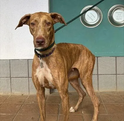 An adult large-sized female Greyhound dog named Ginger for adoption in Honolulu, HI