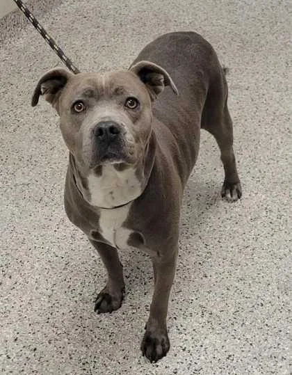 An adult large-sized female Gray / Blue / Silver Pit Bull Terrier dog named Azalea for adoption in Kansas City, MO