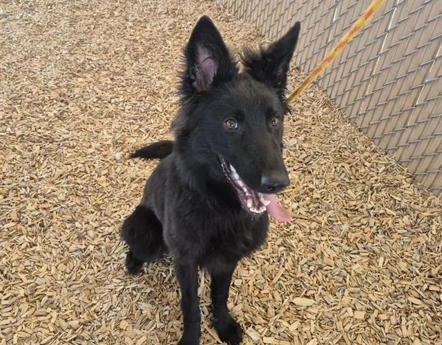 A young medium-sized female German Shepherd Dog dog named Stormie for adoption in Albuquerque, NM