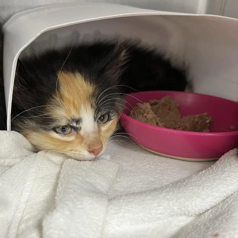 A baby small-sized female Calico Domestic Long Hair cat named Delta for adoption in Oneonta, NY
