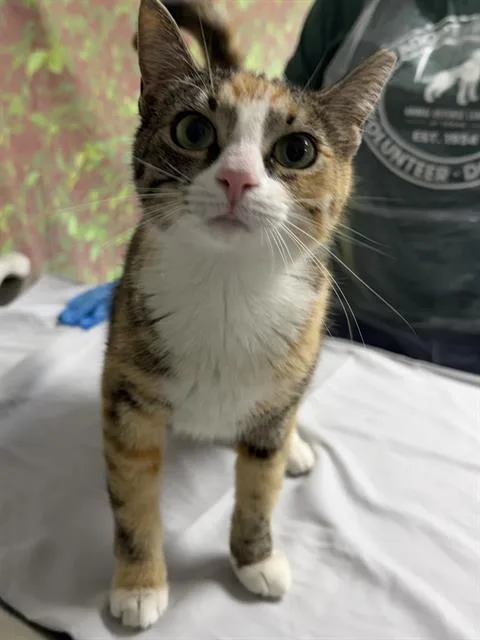 A young small-sized female Domestic Short Hair cat named Porsche for adoption in San Antonio, TX