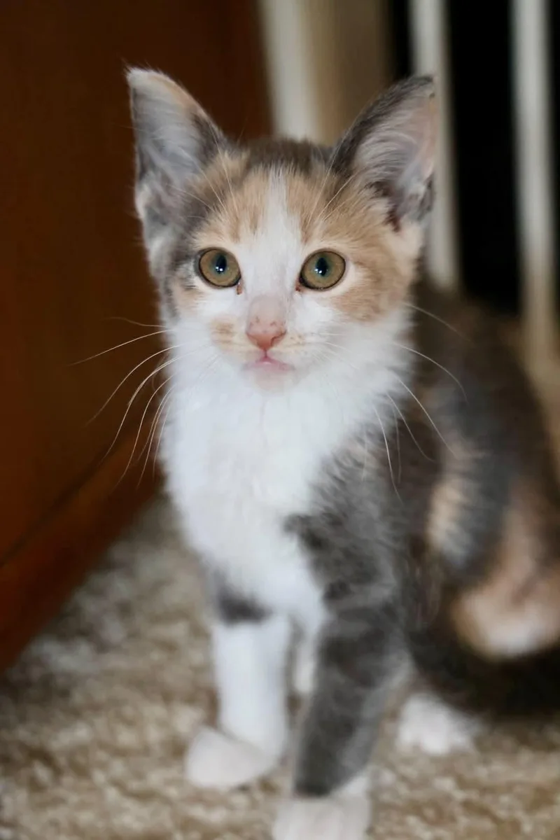Binx thumbnail 2