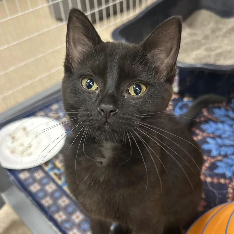 A baby small-sized female Domestic Short Hair cat named Punky Mewster for adoption in Oshkosh, WI
