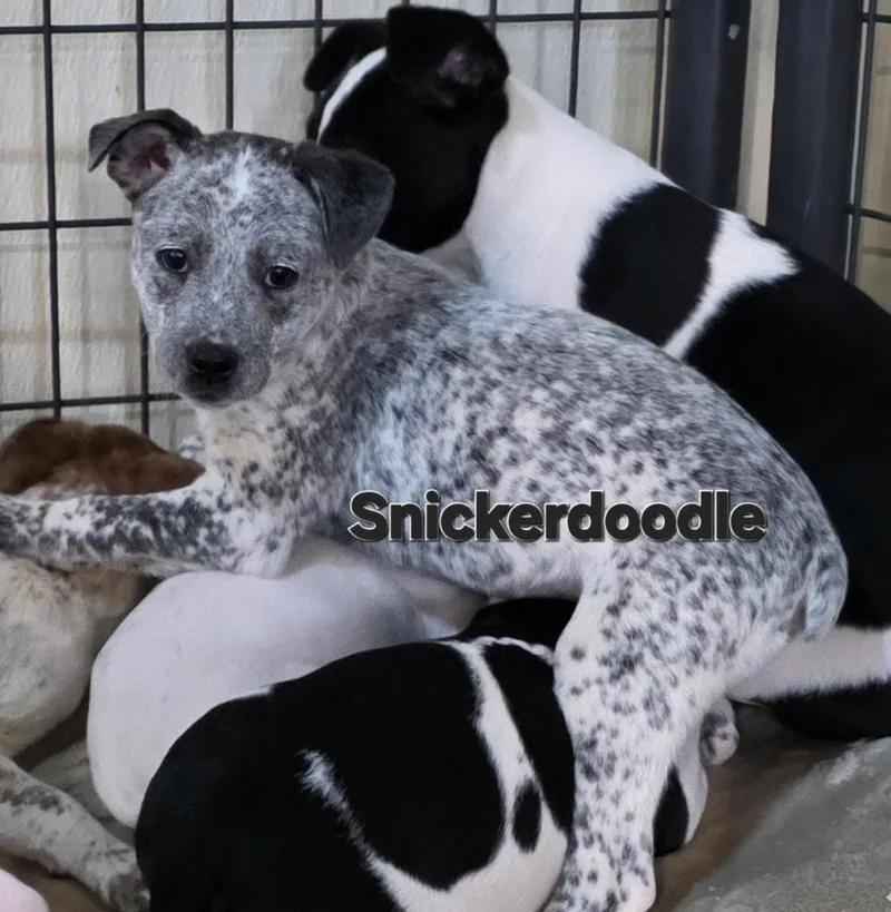 Snickerdoodle thumbnail 2