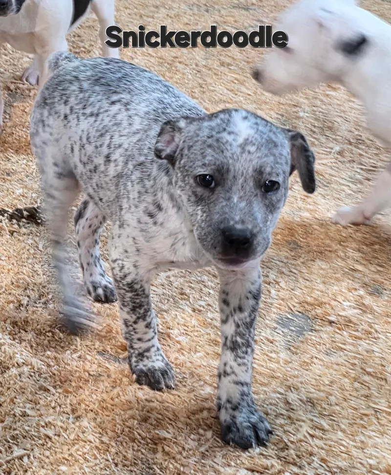 Snickerdoodle thumbnail 3