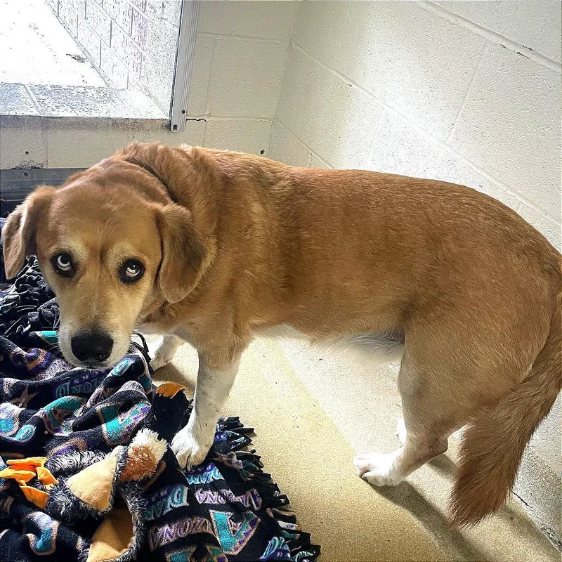 A senior large-sized male Golden Labrador Retriever dog named Rosco for adoption in Kansas City, KS