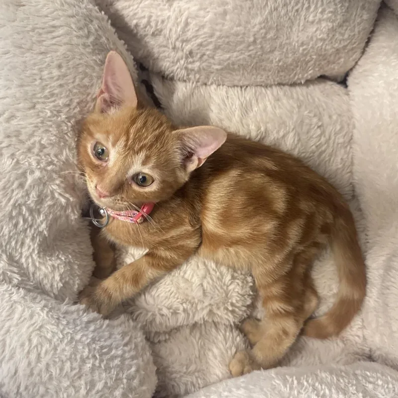 A baby small-sized male Domestic Short Hair cat named NCR Hokkaido for adoption in Port Washington, NY