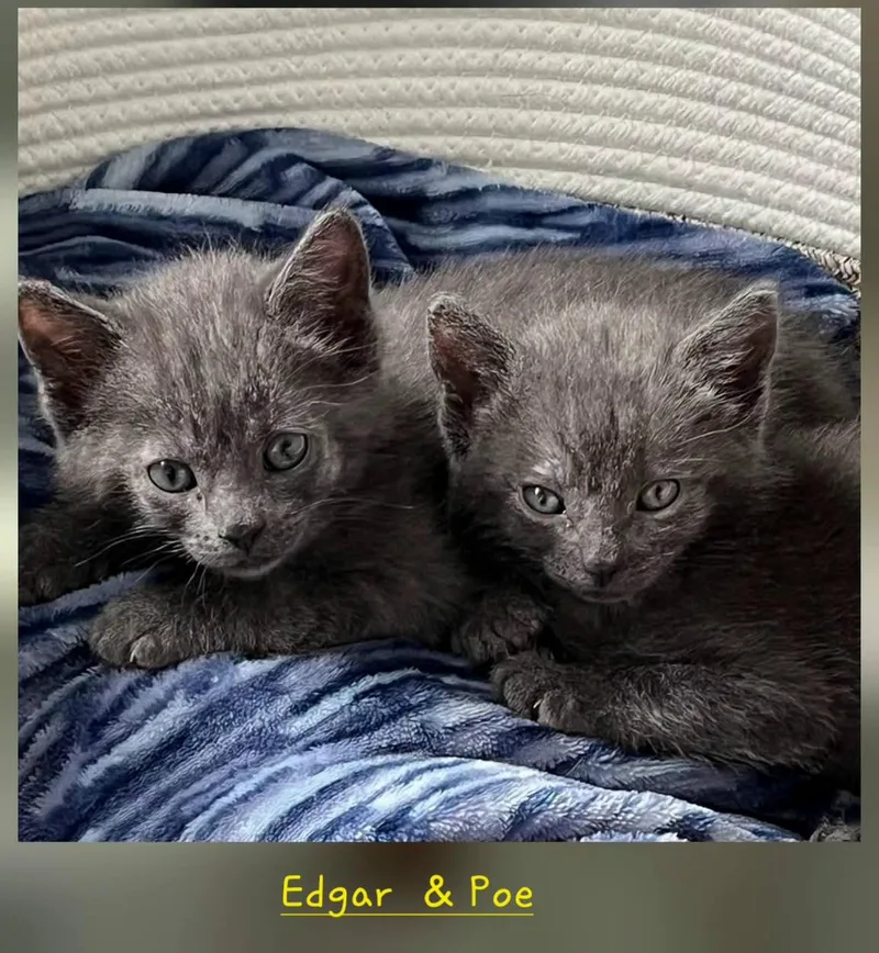A baby small-sized male Domestic Short Hair cat named Edgar & Poe for adoption in Macomb, MI