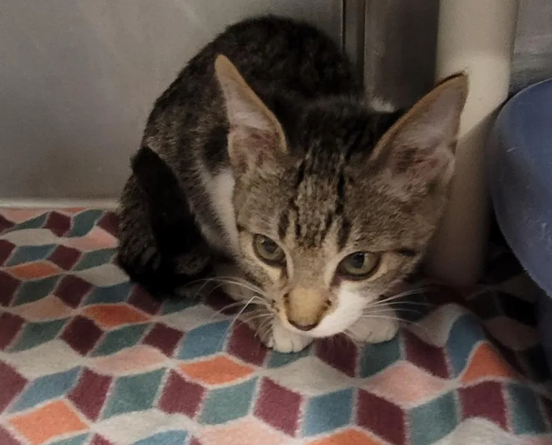 A baby medium-sized female Domestic Short Hair cat named Milkshake for adoption in Hopkinsville, KY