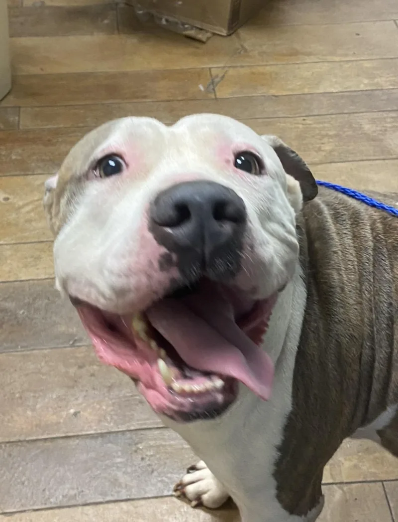 An adult large-sized male American Bully dog named Doc — Lbs for adoption in Conway, SC