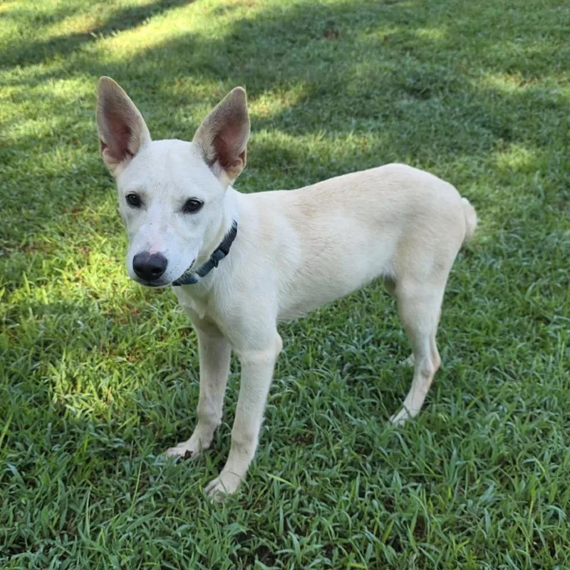 A young medium-sized female White / Cream Mixed Breed dog named Carolina for adoption in Hamilton, GA