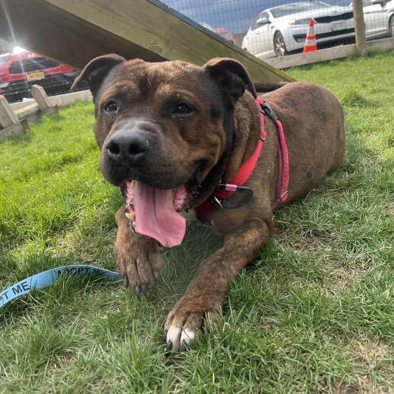 An adult large-sized male Brindle Mixed Breed dog named Reese's Pb for adoption in Fairport, NY