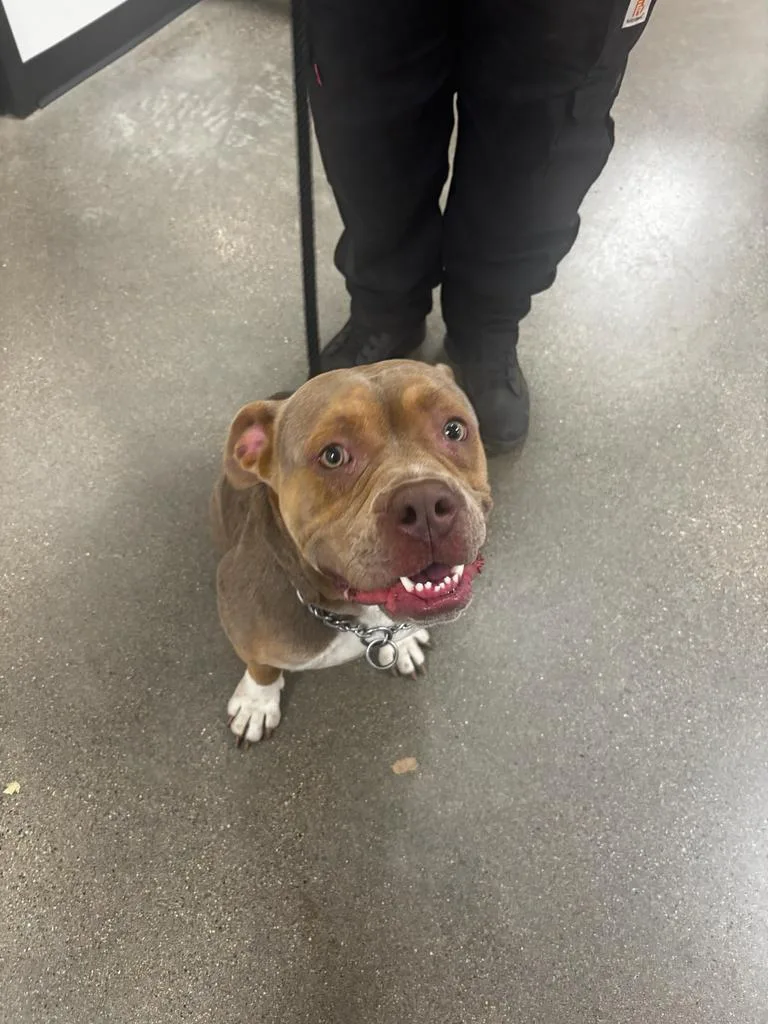 A young large-sized male Pit Bull Terrier dog named Lenox for adoption in Greenfield, IN