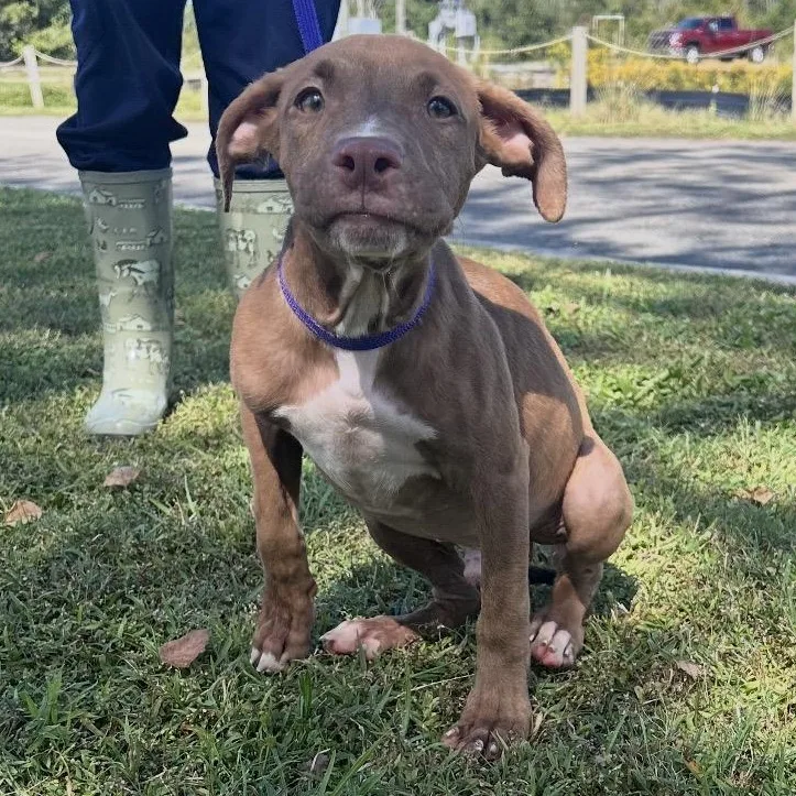 A baby medium-sized male Brown / Chocolate Pit Bull Terrier dog named Goblin for adoption in Valdosta, GA