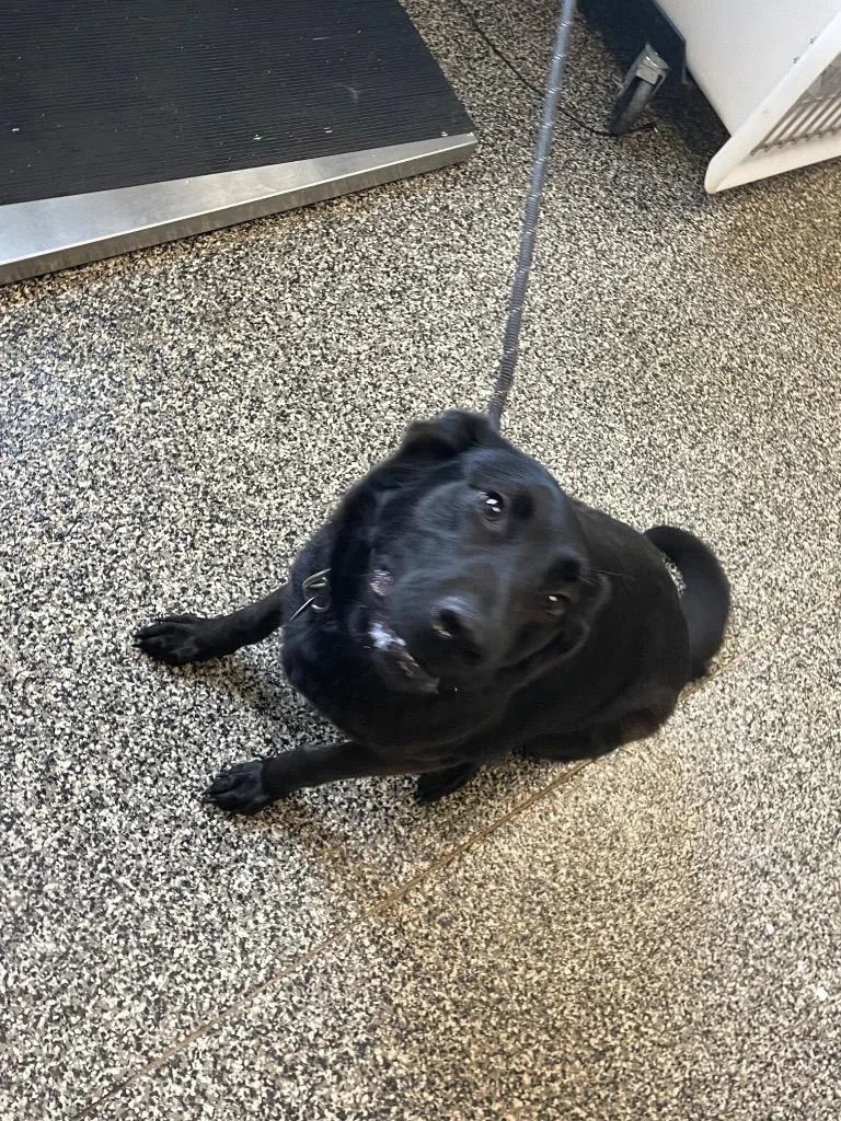 A young large-sized female Mixed Breed dog named Ellie for adoption in Columbia, TN
